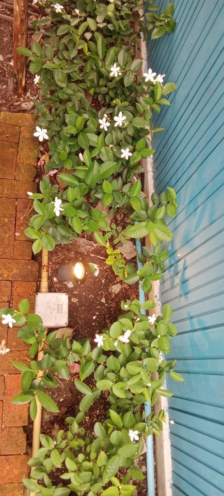 โคมไฟแต่งสวน