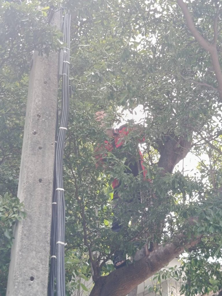 ช่างปีนต้นไม้เช็กสายไฟ